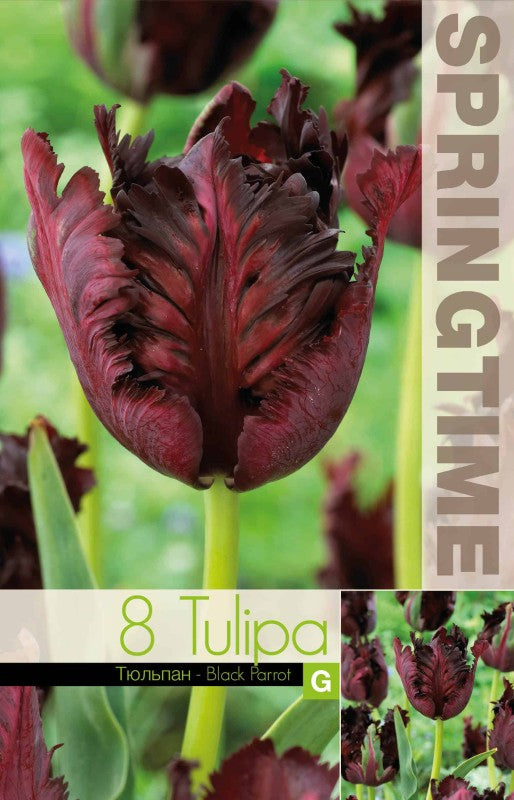 Papegojtulpan 'Black Parrot' 8st