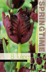 Papegojtulpan 'Black Parrot' 8st