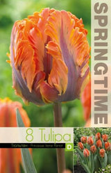 Papegojtulpan 'Princess Irene Parrot' 8st