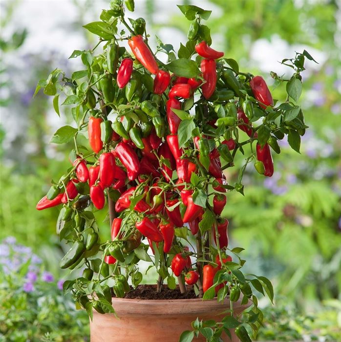 Paprika 'Lubega Mini Red F1' 10,5cm kruka