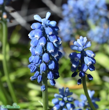 Pärlhyacint 'Blue Magic' 9cm kruka