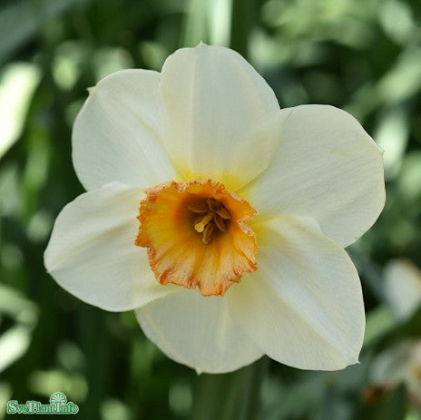 Påsklilja 'Cragford' 12cm kruka