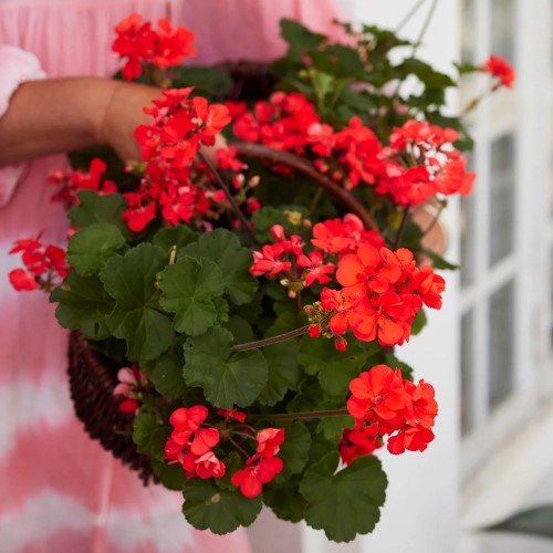 Zonalpelargon 'Moonlight Guido' 12cm kruka