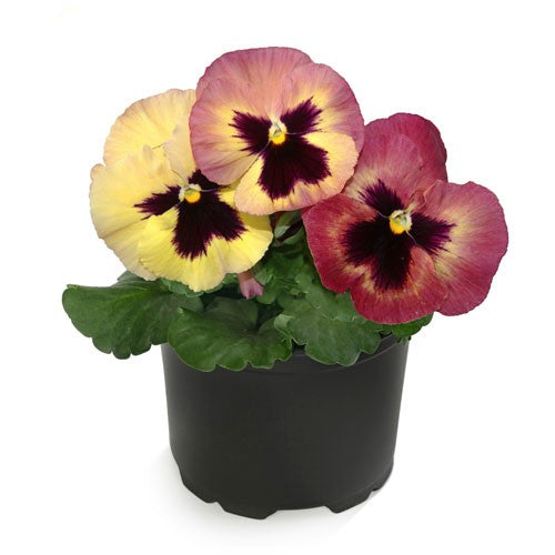 Pensé 'Peach Shades' 8cm kruka