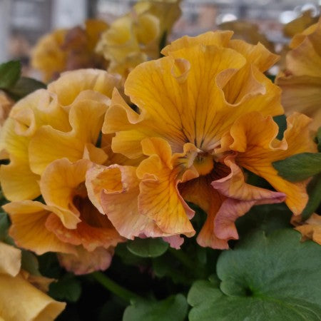 Pensée 'Ruffles Amber Glow' 12cm kruka