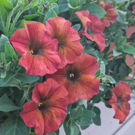 Petunia 'Beautical Cinnamon' 10,5cm krukau
