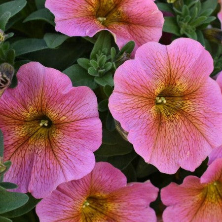 Petunia 'BeautiCal Sunray Pink' 10,5cm kruka