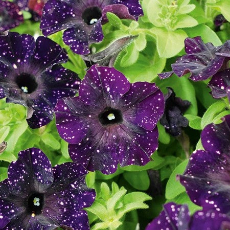 Petunia 'Bonnie MysterySky' 10,5cm kruka