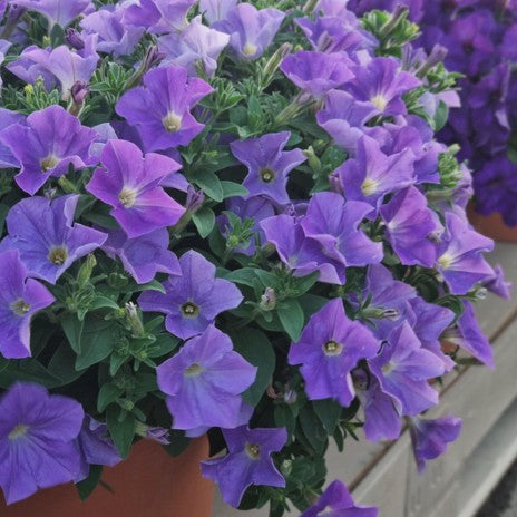 Petunia 'Classic Sky Blue' 10,5cm kruka