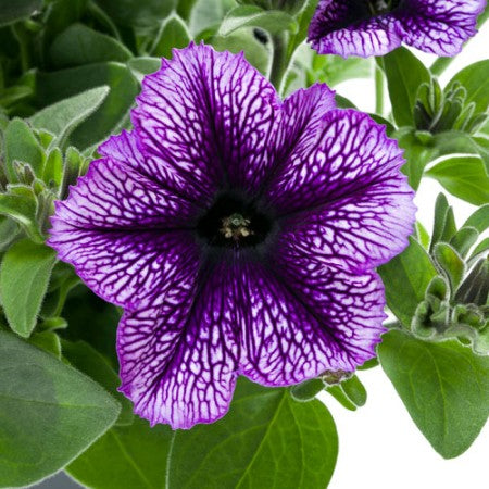 Petunia 'Tea Indigo vein' 10,5cm kruka