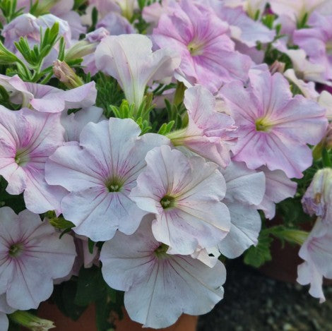 Petunia 'Pink Pearl'