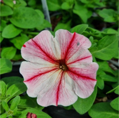 Petunia 'Prettytoonia Strawberry cream'