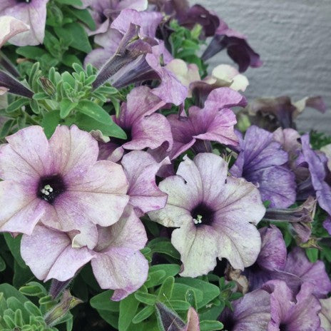 Petunia 'Shake Blueberry' 10,5cm kruka