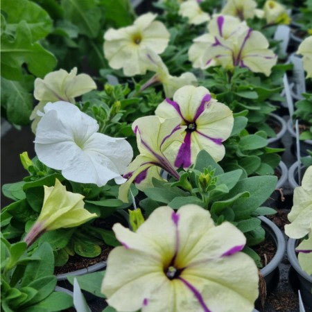 Petunia 'Shake Grape berry' 10,5cm kruka