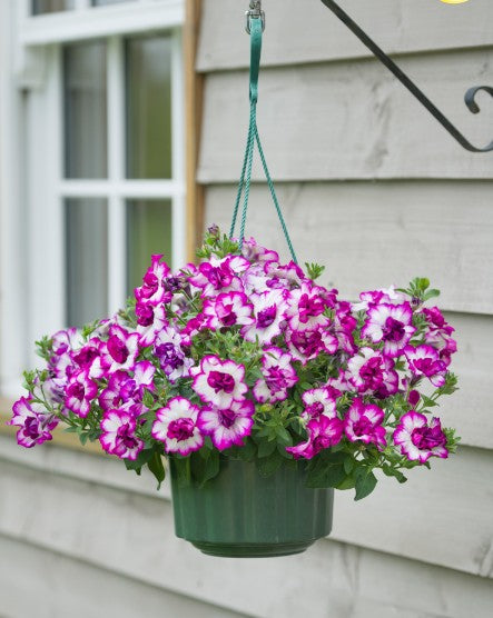 Petunia 'Tumbelina Nicola' 10,5cm kruka
