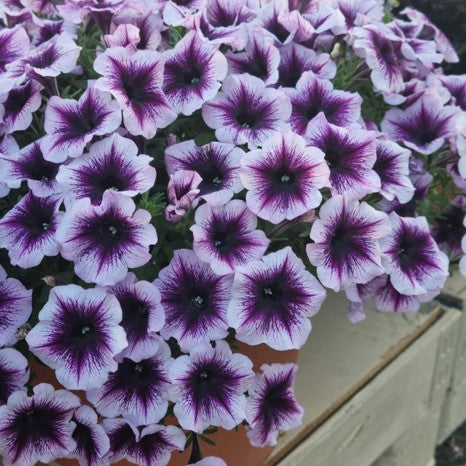 Petunia 'Go!Tunia Violet Vein' 10,5cm kruka