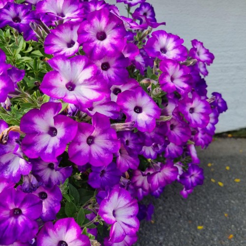 Petunia 'Vista Blue Moon' 10,5cm kruka