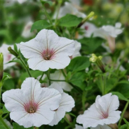 Petunia 'Vista Silverberry' 10,5cm kruka