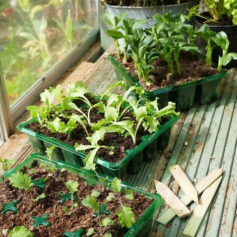 Pluggset Visiroot '12 celler' 8st