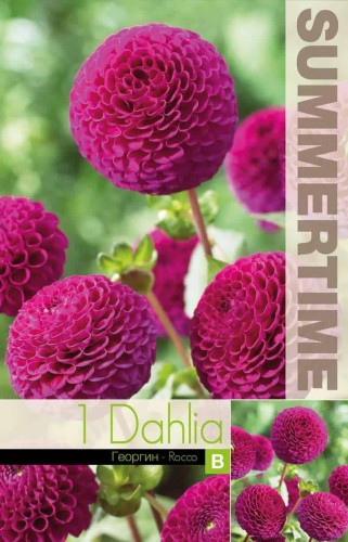 Pompon Dahlia 'Rocco' 1st