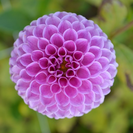 Pompon Dahlia 'Franz Kafka' 1st