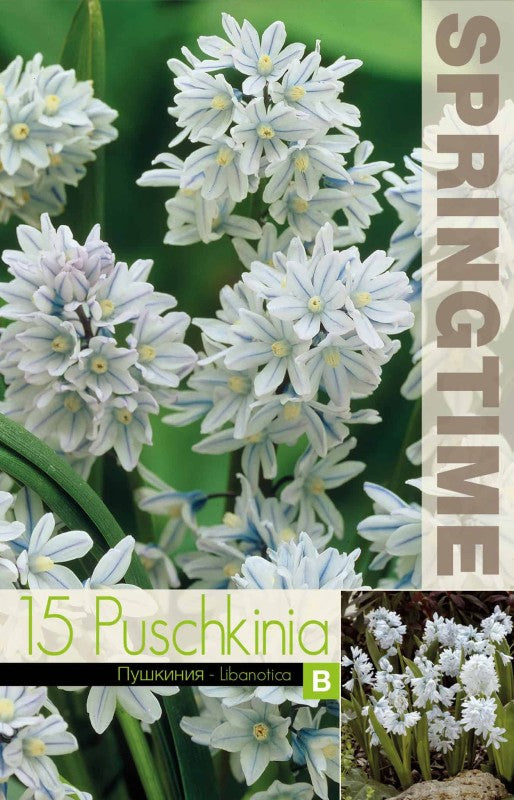 Porslinshyacint 'Libanotica' 15st