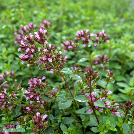 Purpurtimjan 'Herrenhausen'