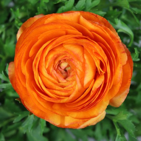 Ranunkel 'Orange' 11cm kruka