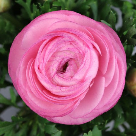 Ranunkel 'Pink' 11cm kruka