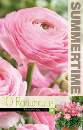Ranunkel 'Pink' 10st