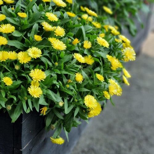 Ringblomma 'Powerdaisy Buttermilk' 10,5cm kruka