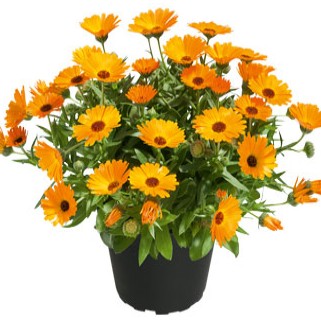 Ringblomma 'Powerdaisy Mango' 10,5cm kruka