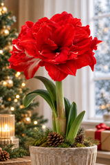 Amaryllis 'Symphony Ragtime' 1st