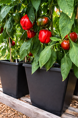 Självbevattningskruka 'ABC Planter 1' 40x40cm