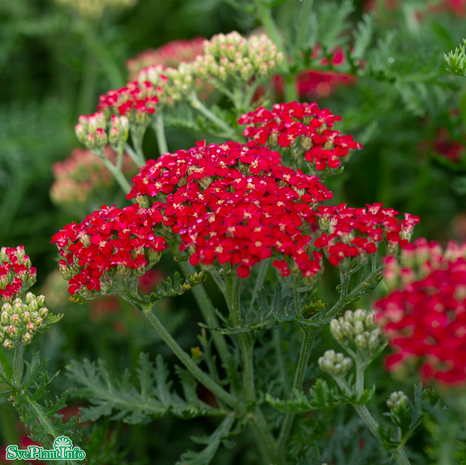 Röllika 'Paprika' 11cm kruka
