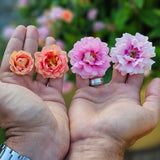 Ros 'Amirose' 14cm kruka