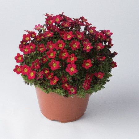 Rosenbräcka 'Dark Red' 12cm kruka