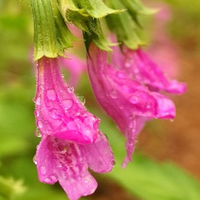 Rosenmynta