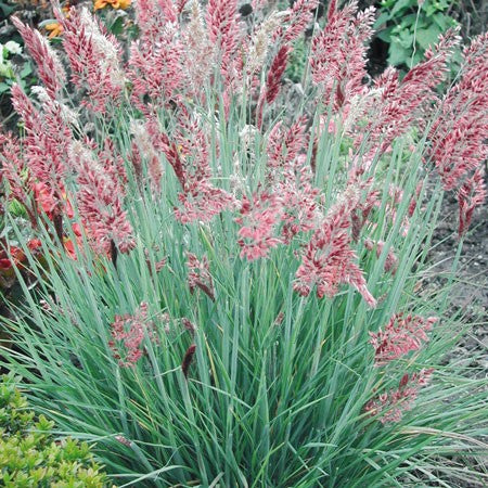 Rubingräs 'Savannah' 10,5cm kruka