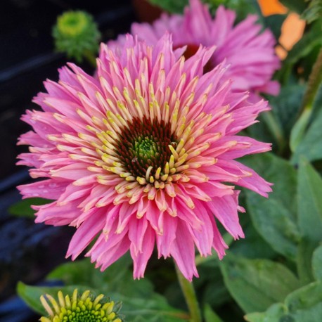 Rudbeckia 'Bolero Pink' - 3 plantor