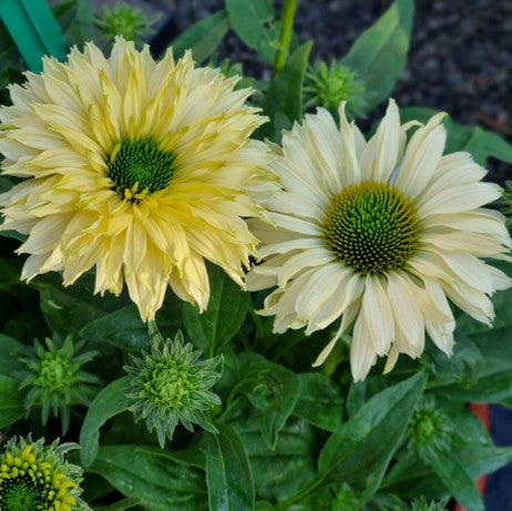 Rudbeckia 'Bolero Yellow' - 3 plantor