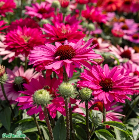 Rudbeckia 'Sunseekers Magenta' 11cm kruka
