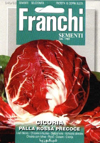Salladscikoria 'Palla Rossa Precoce'