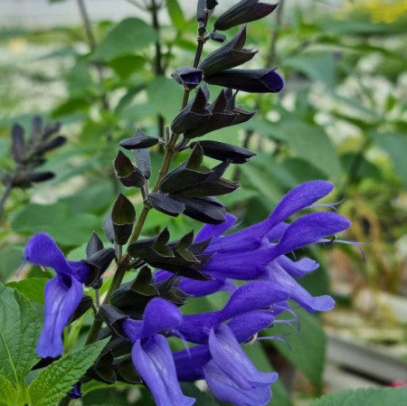 Salvia 'Rockin True Blue' 10,5cm kruka