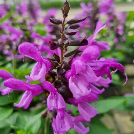 Salvia 'Rockin True Lavender' 10,5cm kruka