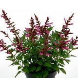 Salvia 'Rockin Kids Cherry' 10,5cm kruka