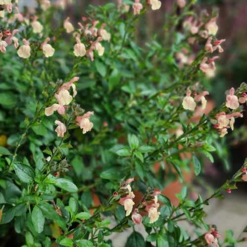 Salvia 'Visional Cream' 10,5cm kruka