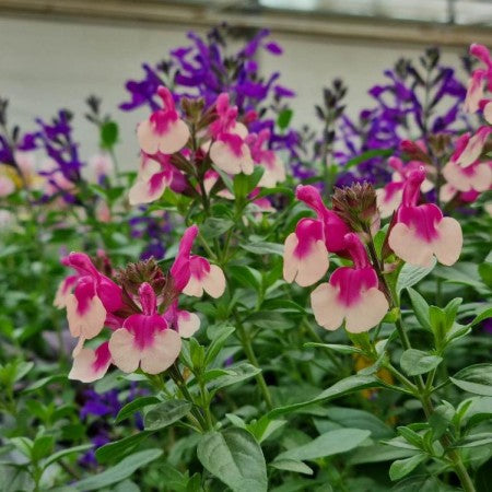 Salvia 'Visional Peach' 10,5cm kruka