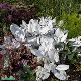 Silverstånds 'Angel Wings' 12cm kruka