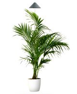 Sunlite växtlampa XL Grafitgrå - 25W